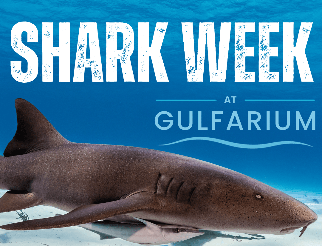 Shark Week @ Gulfarium