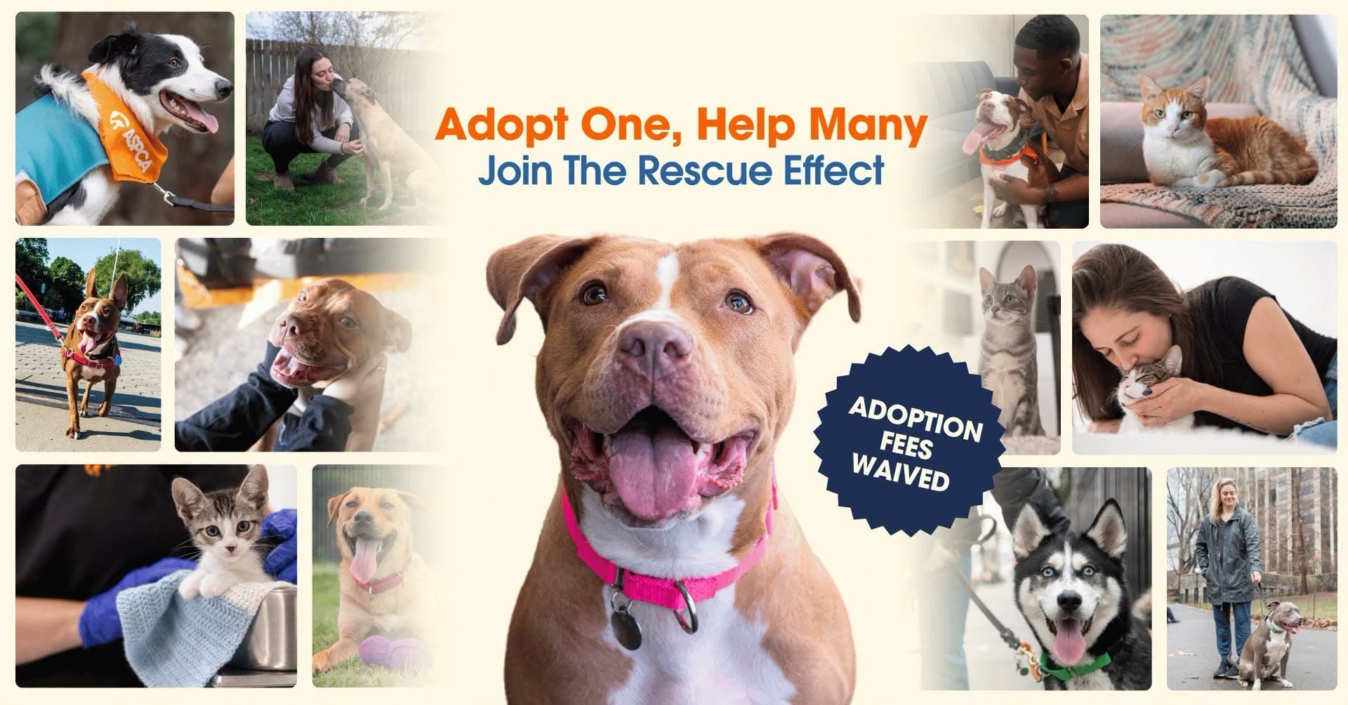 PAWS Rescue Effect Adoption Event 